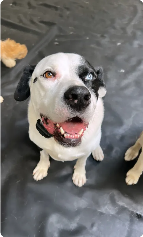 660427e242169526407ae29e_doggidaycare1